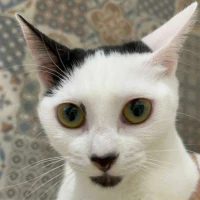 Adopta a Aleta Oford