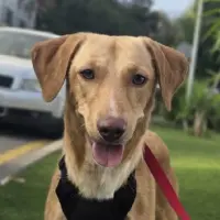 Adopta a Lotus