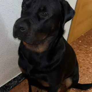 Backie
