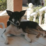 Adopta a Indie