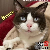 Adopta a Bruce