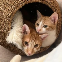 Adopta a Prince Y Leire