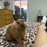 Adopta a Mochi