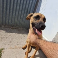 Adopta a Thor