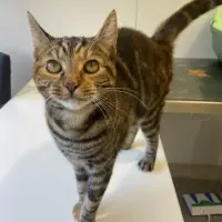 Adopta a Magma