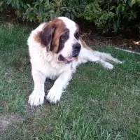 Adopta a Tarah