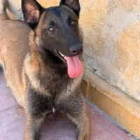 Adopta a Kaia