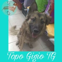 Adopta a Topo Gigio