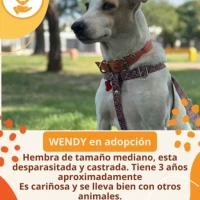 Adopta a Wendy