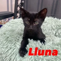 Adopta a Lluna