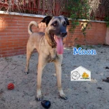 Adopta a Moon