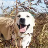 Adopta a Dalí