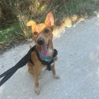 Adopta a Benjy