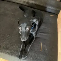 Adopta a Apolo