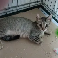 Adopta a Catalina