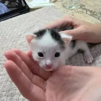 Adopta a Mimo