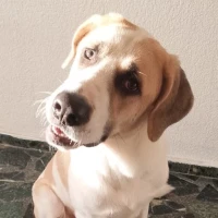 Adopta a Balú