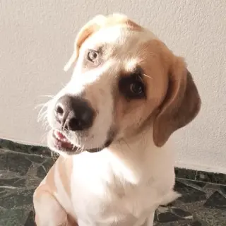 Balú