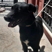 Adopta a Bandi