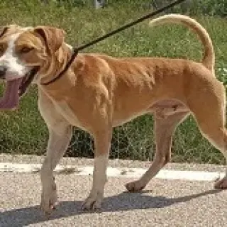 Gaston