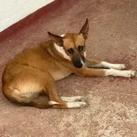 Adopta a Paca