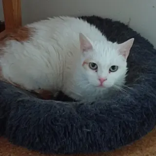 Marga