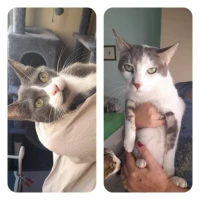 Adopta a Nicos Y Orion