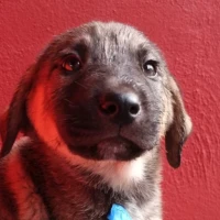 Adopta a Timón