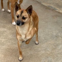 Adopta a Nora, Perrita Tamaño Peque
