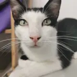 Adopta a Fer