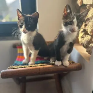 Noah Y Nono