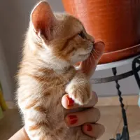 Adopta a Pachón Y Traviesa
