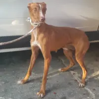 Adopta a Chill