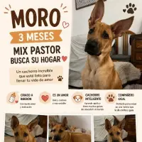Adopta a Moro