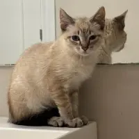 Adopta a Boliche Da