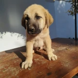 Adopta a Argos