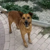 Adopta a Terry