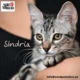 Adopta a Síndria