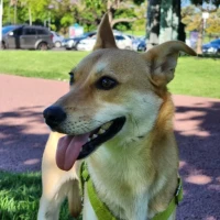 Adopta a Coke