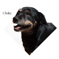 Adopta a Chuky