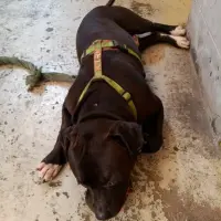 Adopta a Draiw