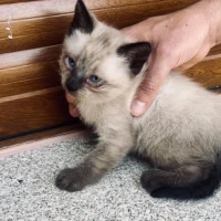 Adopta a Blue
