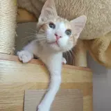 Adopta a Bruce
