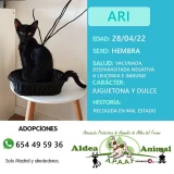 Adopta a Ari