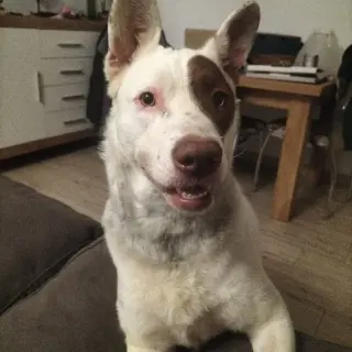 Turco