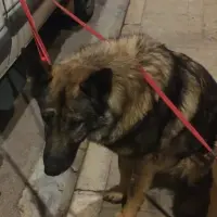 Adopta a Kai Y Kira Y Kelda