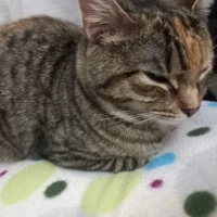 Adopta a Ñiña