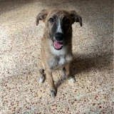 Adopta a Malibú