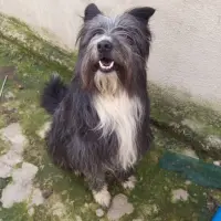 Adopta a Zac