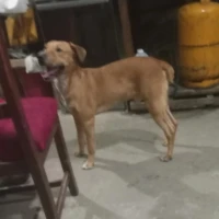 Adopta a Max